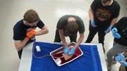 Stop the Bleed Training - Students using gauze with fake blood being pushed through to simulate the process.